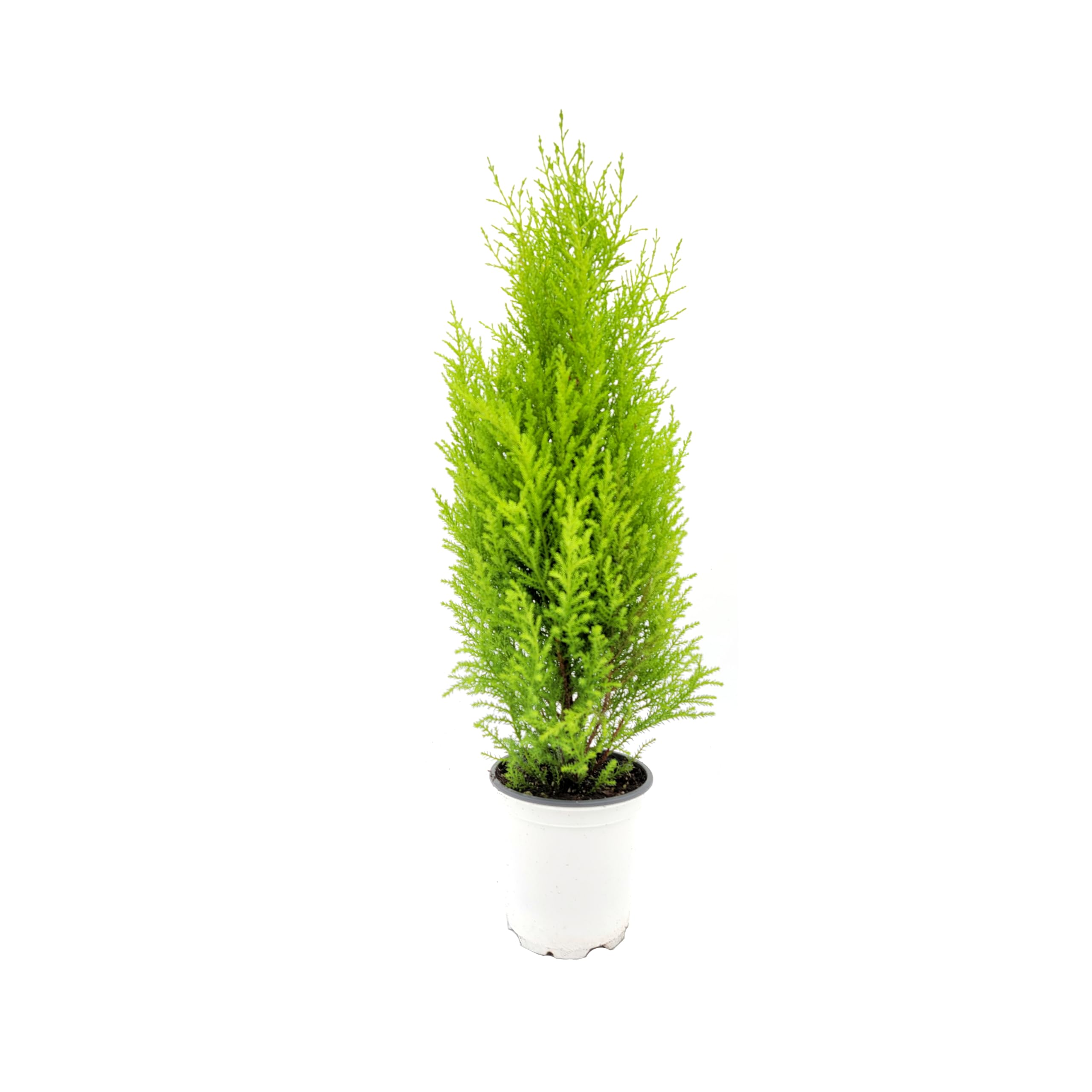 Amazon.com : Live Dwarf Lemon Cypress, Cupressus macrocarpa